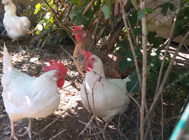 Six laying hens for sale , blue olive white brown egg layers