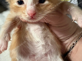 Beautiful kittens