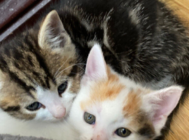Kitten