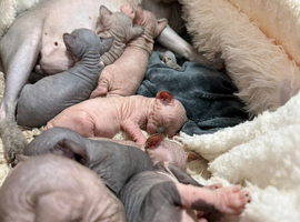 sphynx canadian kittens ready to leave now