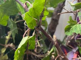 Sunny ( Sungaya ) stick insects