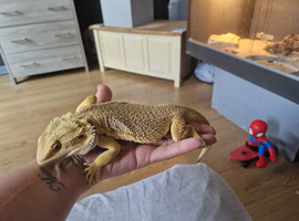 14 month old male bearded dragon and set up