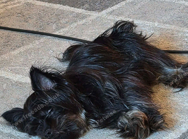 Cute chorkie