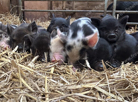 Kune Kune Girls and Boys Ready To Leave 5th September at 9 weeks old :)