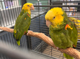 Double Yellow-headed Amazon