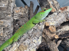 Proven pair Phelsuma Grandis