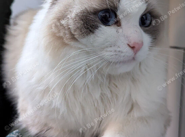 Pure ragdoll cats