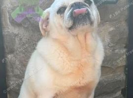 Adult male pug neutered