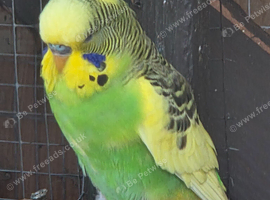 30 budgies