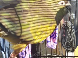 Patagonian Conure