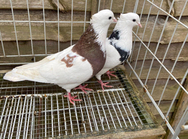 Irani pigeon