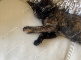 9 week old little girl