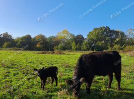A selection of black galloway for sale