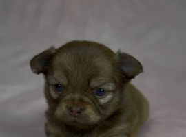Beautiful Chihuahua Puppies Available
