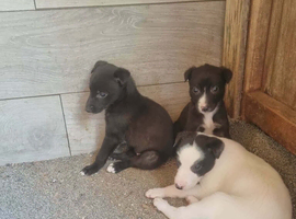 Greyhound puppies &pound;299