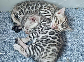 Superb Quality Bengal Kittens