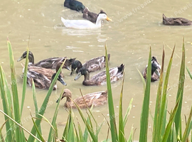Indian runner duck pairs NN10