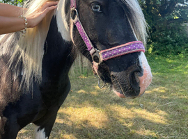 12hh 2yr old mare just backed easy to do