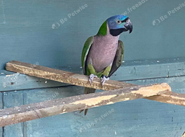Derbyan female lovely bird