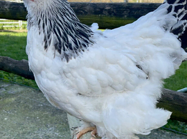 Brahma large fowl point of lay pullets