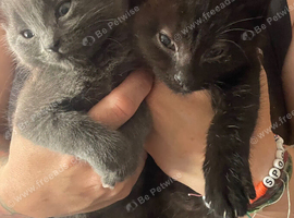 Two amazing little kitties looking for there forever loving homes