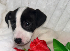 Jack Russell, one beautiful boy available