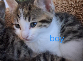 Adorable kittens