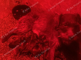 Lakeland Cross Patterdale puppies