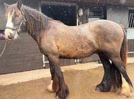 Choclate dun 5yr old gelding