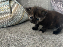2 cute kittens