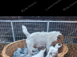 Jack Russel terrier litter