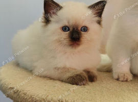 Ragdoll Kittens
