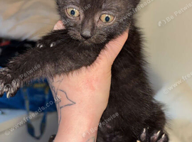 Kittens ready to leave