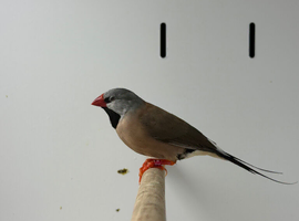 finches