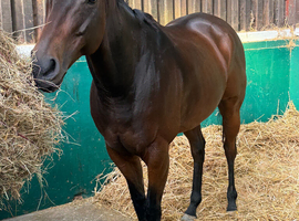 Smartie - Fun loving allrounder sort