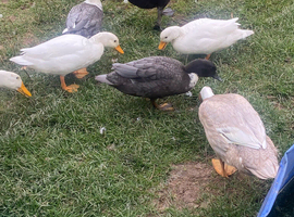 3 male call ducks