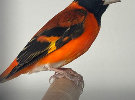 Goldfinch pairs , red siskin pair and yellow black hooded Siskin pair