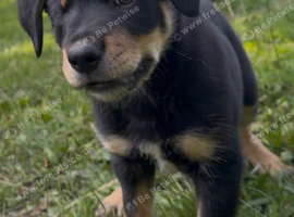 Huntaway X collie pups