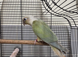 Male conure