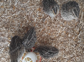 Young coturnix quails
