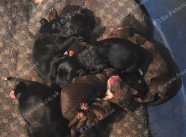 6 springer spaniel x cockapoo pups for their forever homes