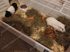 Guinea Pig