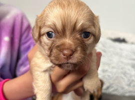 Adorable chihuahua puppies