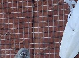 Baby zebra finches