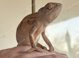 Female panther chameleon
