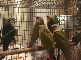 5 conures
