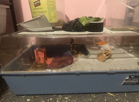 Small hamster cage and small set up