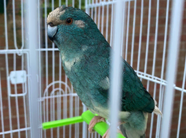 Lovely female kakariki