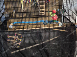 Male and female rainbow budgie