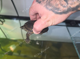 Musk turtle